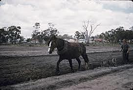 Joey was trained to plough the land.