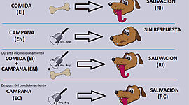 Timeline: Conductismo