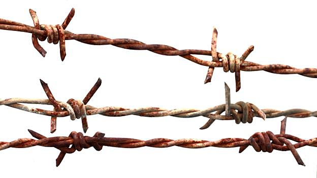 Joey got stuck on a barbed wire