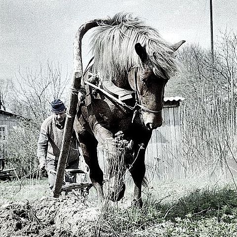 Alberts father makes the bet