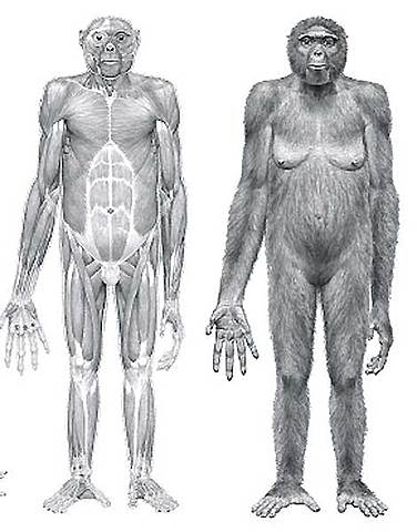 El homínido más antiguo, hallado