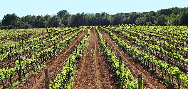 Galí de Sant Martí