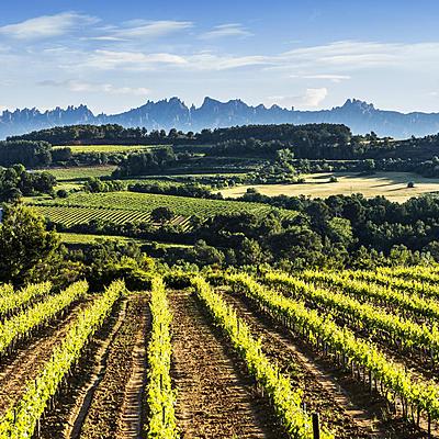 Timeline: Línea del temps del Penedès: Grup: 1