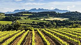 Timeline: Línea del temps del Penedès: Grup: 1