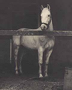 Snowman was originally used at a farm for work until he was placed in an acution . Snowman was not pick at the acution so he was headed to the slaughterhouse.