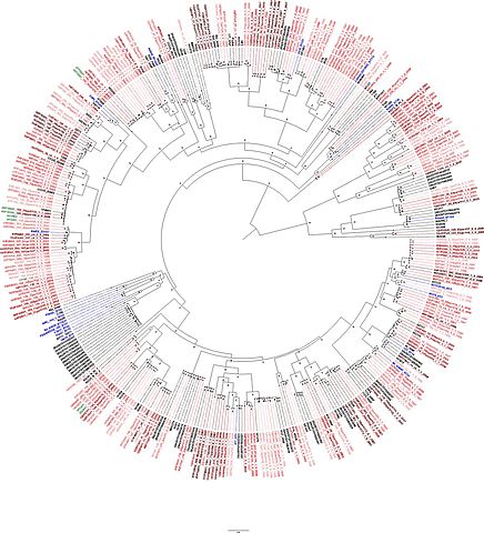 Primer genoma procariota seqüenciat.
