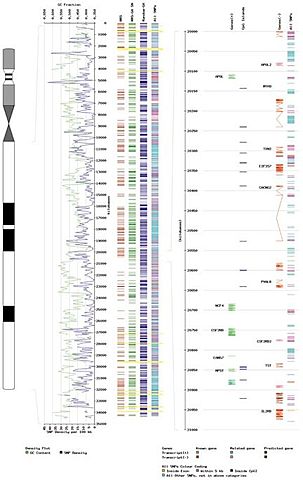 Primer cromosoma mapejat.