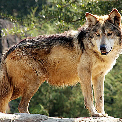 Timeline: evolucion de la animacion