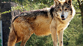 Timeline: evolucion de la animacion