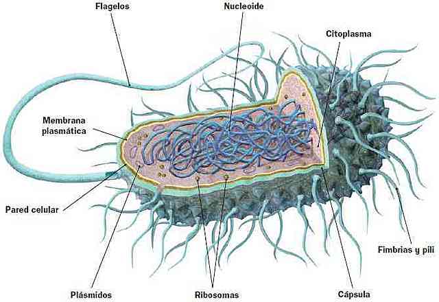 Primeres cèl·lules procariotes