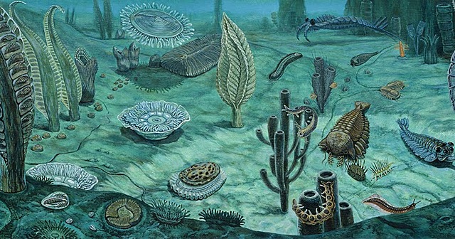 Primers organismes pluricel·lulars: fauna d'ediacar