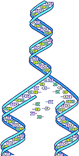 Human Genome Project