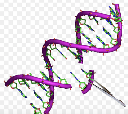 Genetic engineering invented