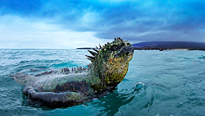The Galapagos Islands work (Beagle published)