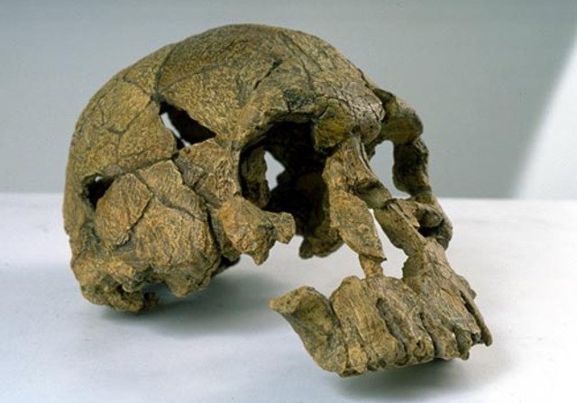 Homo Habilis (fa entre 1,9 i 1,6 milions d'anys)
