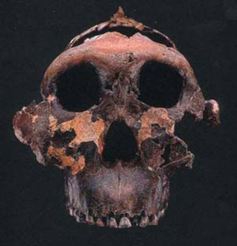 Australopithecus Anamensis