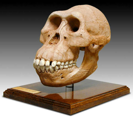 Australopithecus Garhi (fa aproximada de 2'5 milions d'anys)