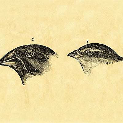 Timeline: Charles Darwin (Feb 12, 1809 - Apr 19 -1882) Timeline