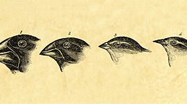 Timeline: Charles Darwin (Feb 12, 1809 - Apr 19 -1882) Timeline