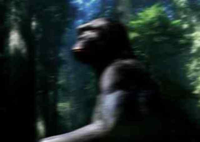 Ardipithecus Ramidus