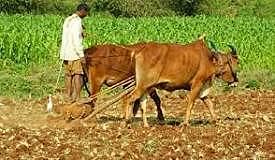 Neolithic Revolution