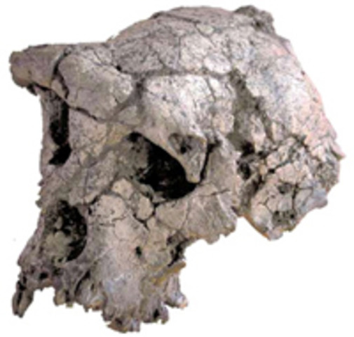 Toumaï (fa uns 7 milions d'anys)