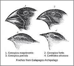 Natural Selection 1836-1858