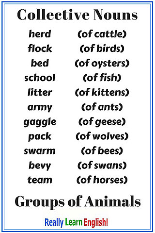 Collective Nouns