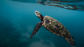 Timeline: wyatts autobiogherphey