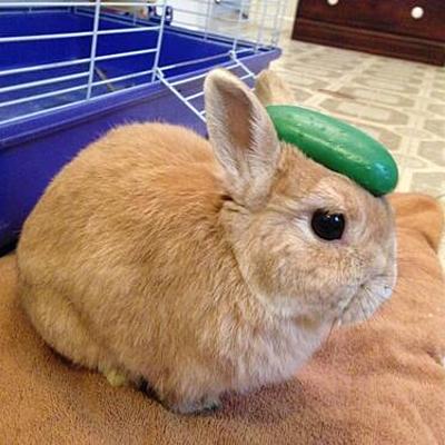 Timeline: La Evolución de las Comunicaciones(?