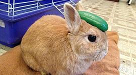 Timeline: La Evolución de las Comunicaciones(?