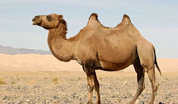 Camels
