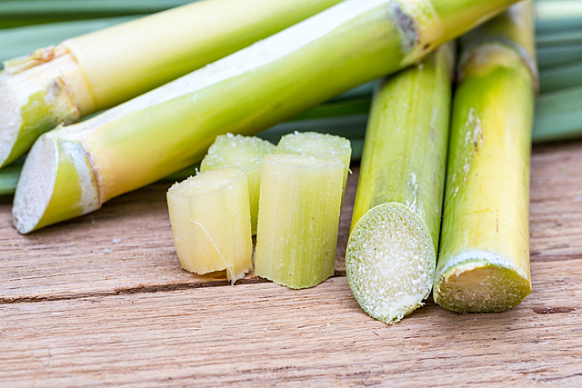Sugar cane