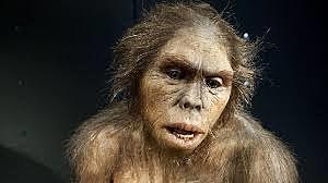 homo habilis