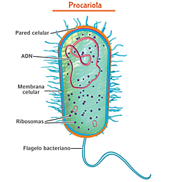Primera cèl·lula autòtrofa
