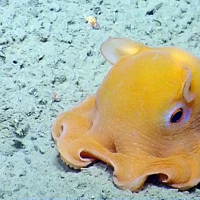 Timeline: A Brief History of the Cephalopod Rebellion