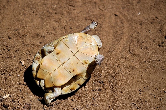 Pet Turtle Passed Away