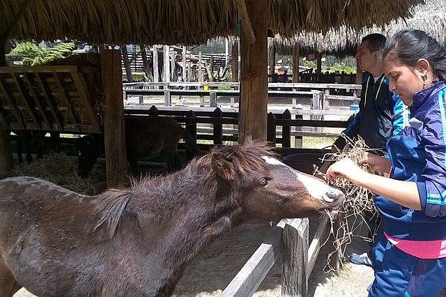 ENCONTRAMOS EN LA ENTRADA A UNOS PONIS