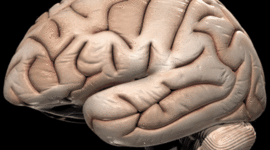 Timeline: Cell Theory : Alyssa, Sofia, Brock, Jost