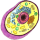 Animal cell unlabeled 1