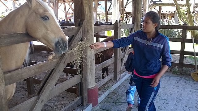 ALIMENTANDO A DORADA