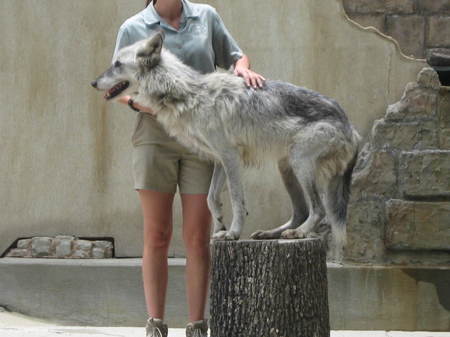 Hace dos años que fui a Bush Gardens-Virginia.