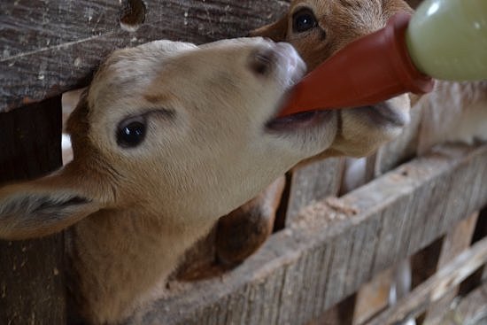 DARLE TETERO A LOS CABRITOS