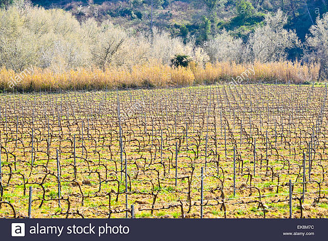 Galí de Sant Martí colonitza el castell de Calders