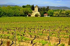 Galí de Sant Martí colonitza el castell de Calders