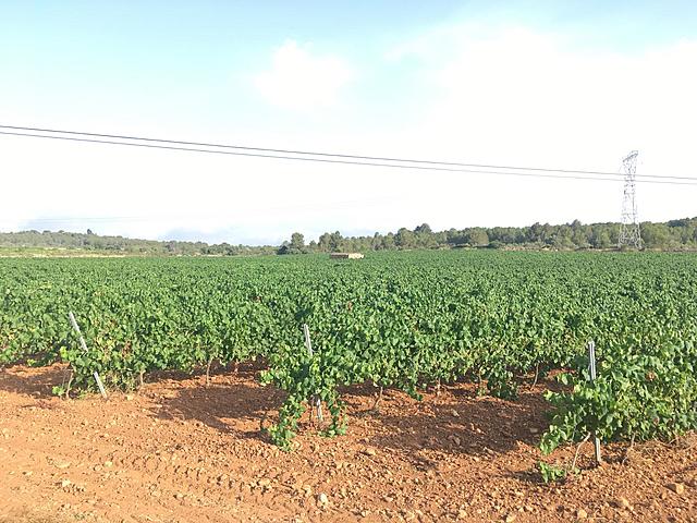 Galí de Sant Martí colonitza el castell de Calders