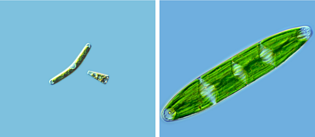 Primer organisme unicel·lular que surt del medi aquàtic i colonitza zones humides.