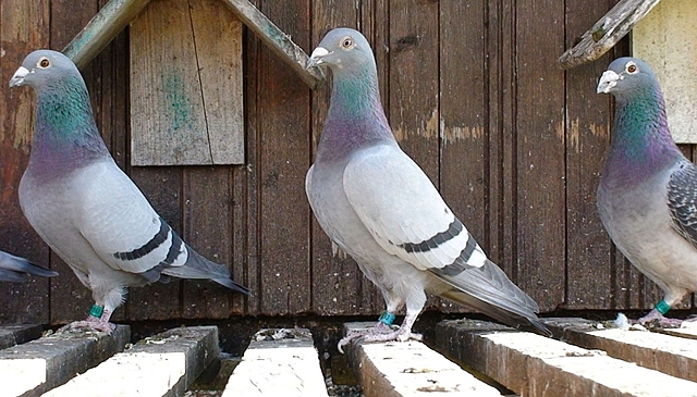 Palomas mensajeras