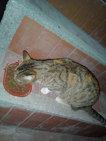 I give the food to my cat and my dog