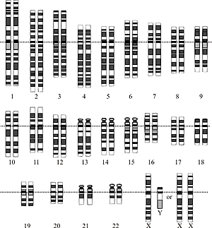 Se completa el 1°Borrador Genoma Humano